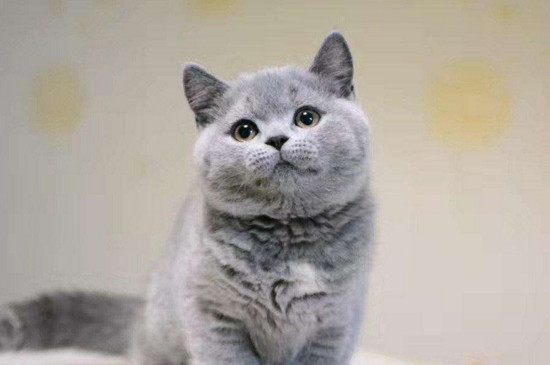 如何挑选英短蓝猫幼猫 —【宠物圈】