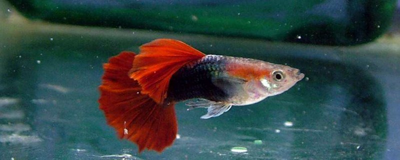 刚出生的孔雀鱼怎么喂养