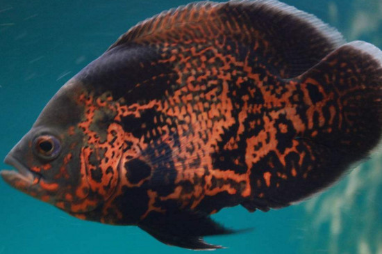 地图鱼眼睛有白膜还鼓出来了