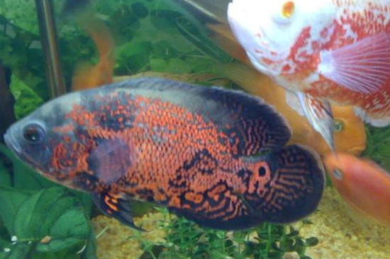 地图鱼眼睛有白膜还鼓出来了