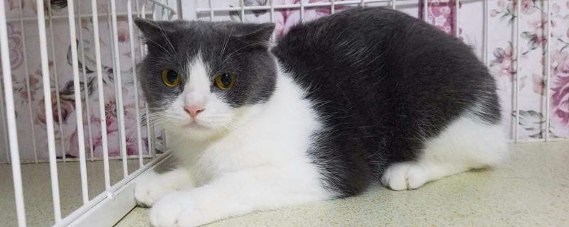 小猫什么时候离开母猫