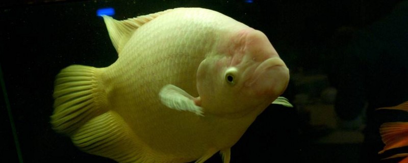 招财鱼不吃食是怎么回事