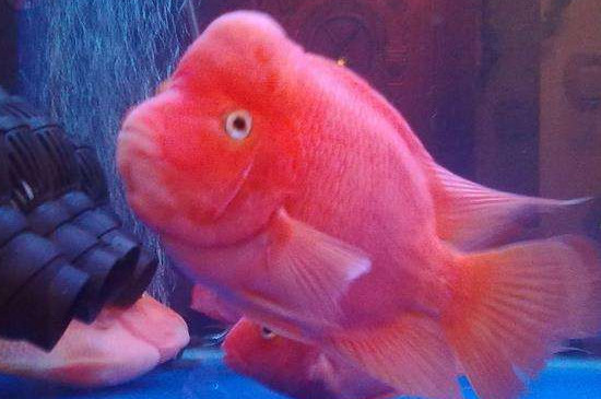宠物鱼  但也有可能是因为财神鱼生病了,生病的财神