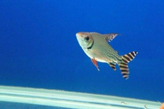 飞凤鱼怎么挑选