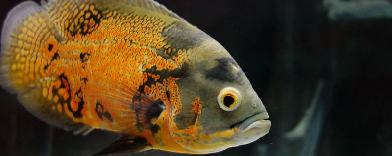 地图鱼眼睛鼓起怎么办地图鱼眼凸起来怎么治疗