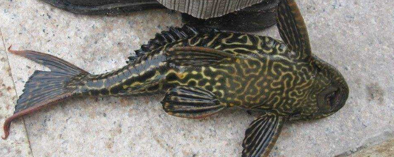 清道夫吃小鱼吗