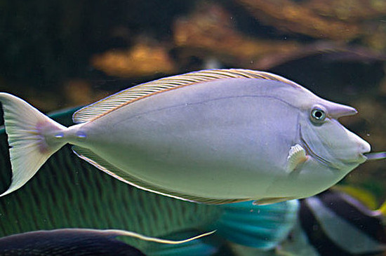 热带鱼身上长白毛