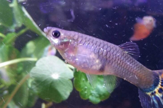 孔雀鱼烧尾是否传染