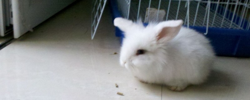 兔子为什么不能养三年