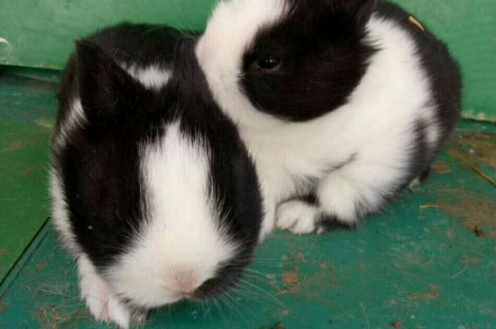 兔子为什么不能养三年