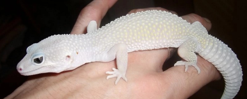 守宫脚趾断了无法再生