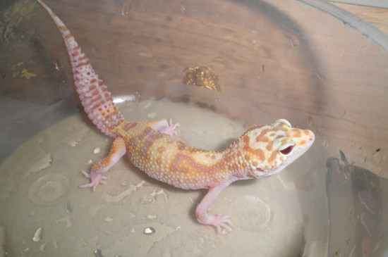 守宫脚趾断了无法再生