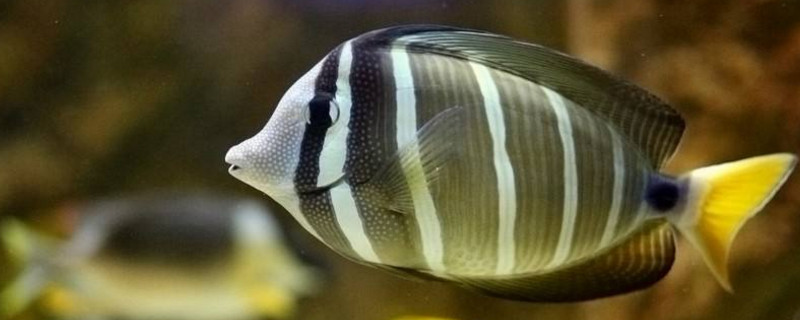 鱼缸壁上的褐色物质是什么