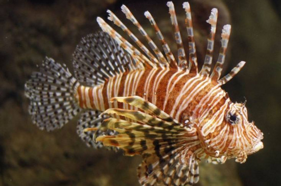 鱼缸壁上的褐色物质是什么