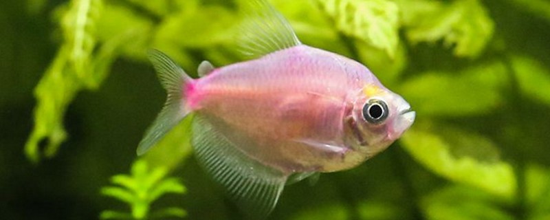 彩裙鱼能和什么鱼混养