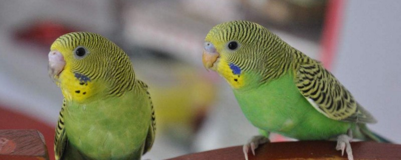 虎皮鹦鹉吃什么蔬菜