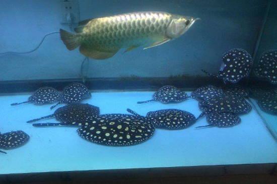 龙鱼混养四大神兽是什么意思