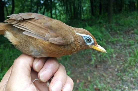 接着画眉便会进入生鸟期,这个时候需要开始遛鸟.