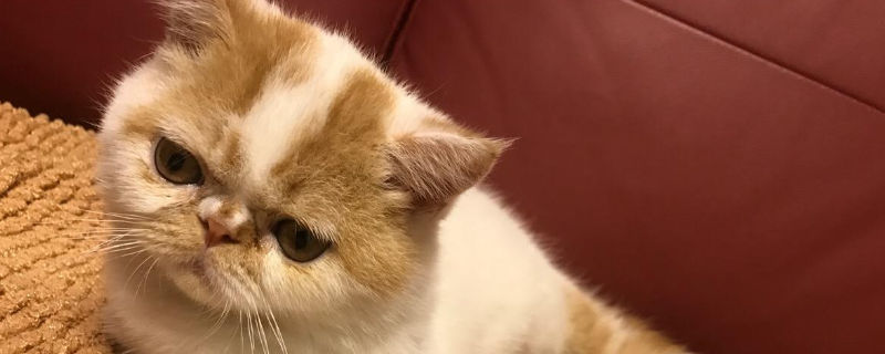 猫不听话怎么教育