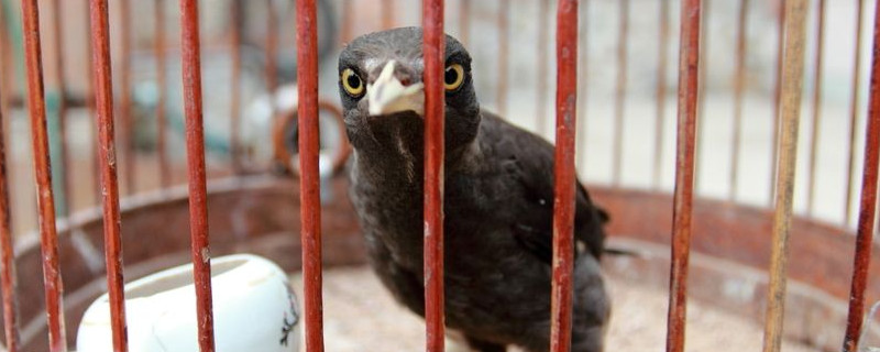 八哥晚上睡觉的姿势