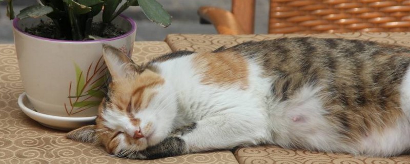 柴猫是什么品种