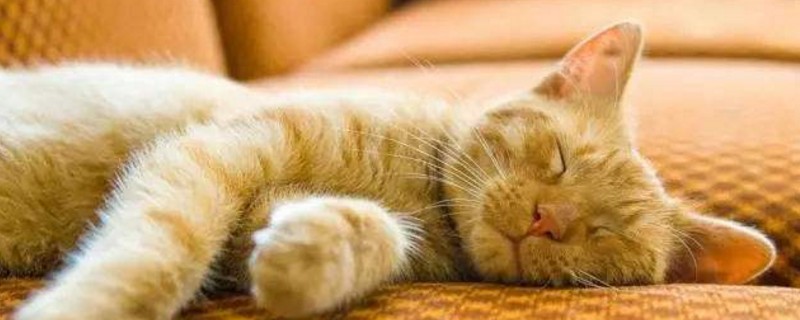 猫一天吃多少克