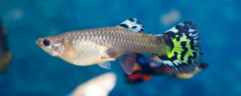 孔雀鱼仔吃什么长得快