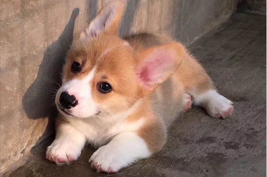 懒人适合养什么小型犬,养这几种狗最省心