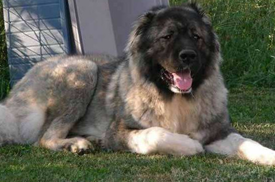 高加索犬一个月开销