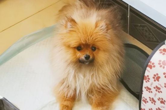 养博美家里臭不臭