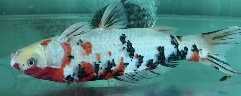 锦鲤突然死亡的原因