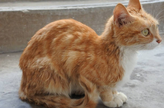 可以给橘猫吃鸡肉,三文鱼,营养膏,高级猫罐头等食物,保持橘猫营养均衡