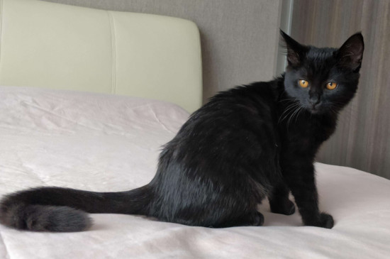 小土猫需要打疫苗吗,为人和猫的健康着想是需要打的 —【宠物圈】