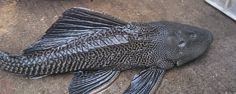 清道夫吃水草吗