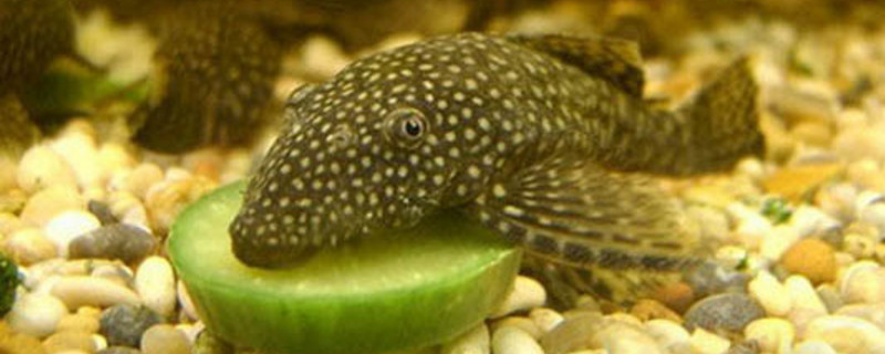 清道夫真的吃鱼屎吗