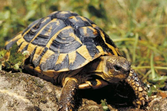 赫曼陆龟认主吗