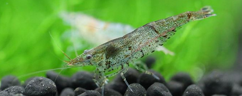 黑壳虾抱卵要生的征兆