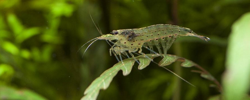 宠物鱼  大和藻虾与黑壳虾的区别很大,大和藻虾比黑壳虾除藻能力更强