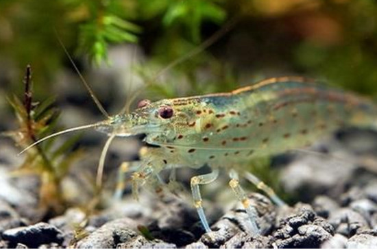 宠物鱼  大和藻虾与黑壳虾的区别很大,大和藻虾比黑壳虾除藻能力更强