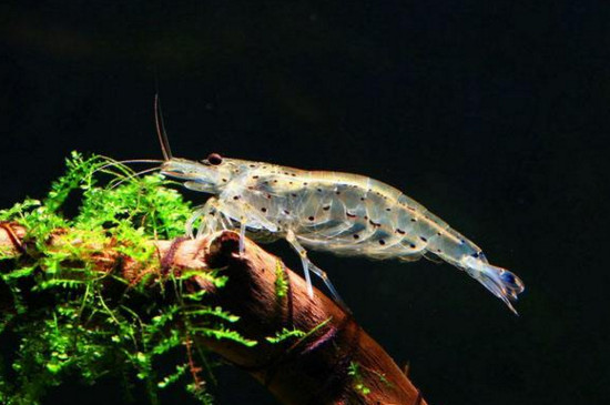 宠物鱼  大和藻虾的除藻能力比黑壳虾更强,不过这