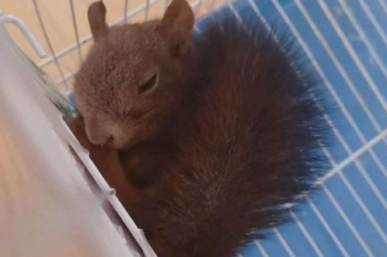 魔王松鼠45天怎么养