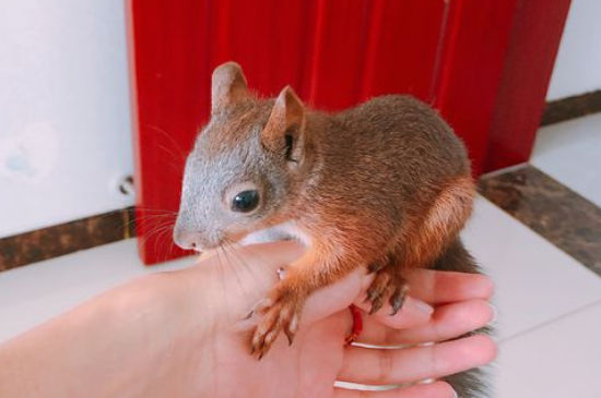魔王松鼠45天怎么养
