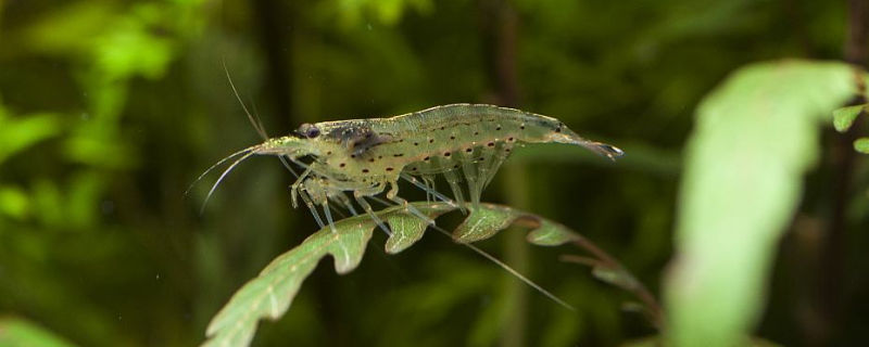 养观赏虾的基本知识
