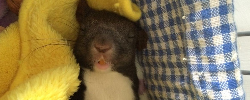 魔王松鼠45天怎么养