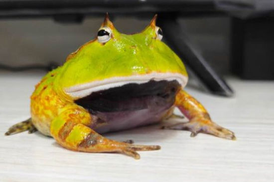 霸王角蛙为什么那么贵