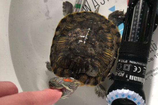 小巴西龟咬人的征兆