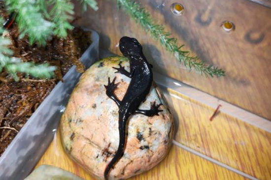 东方蝾螈可以用手拿