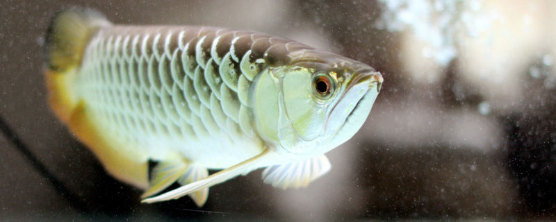 龙鱼吃泥鳅有什么好处