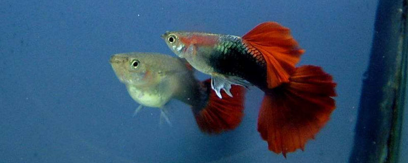 刚下的小孔雀鱼怎么喂