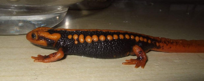 蝾螈不吃东西怎么办